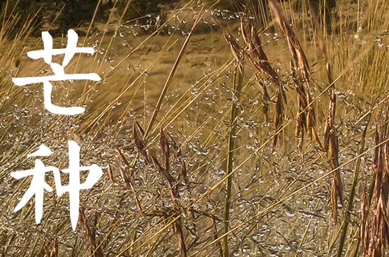 2025年芒种是几月几号?芒种习俗