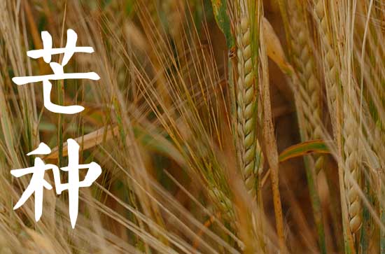 芒种谚语品味 关于芒种的俗语谚语