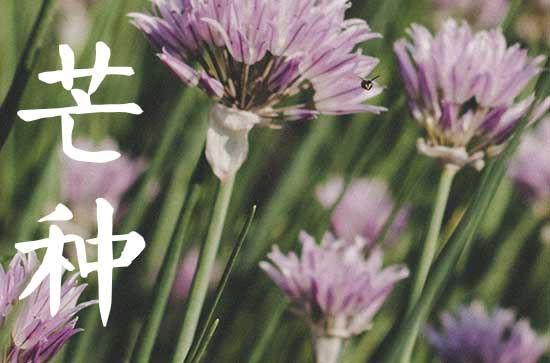 2023年芒种节气在阳历的几月