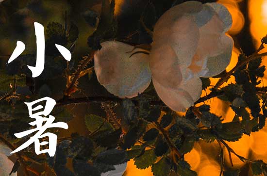 小暑公众号文案