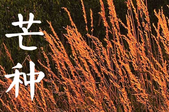 2025年24节气芒种是几月几号