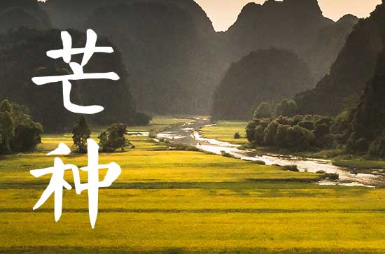 2025年芒种准确时间什么时候 节气特征与物候变化