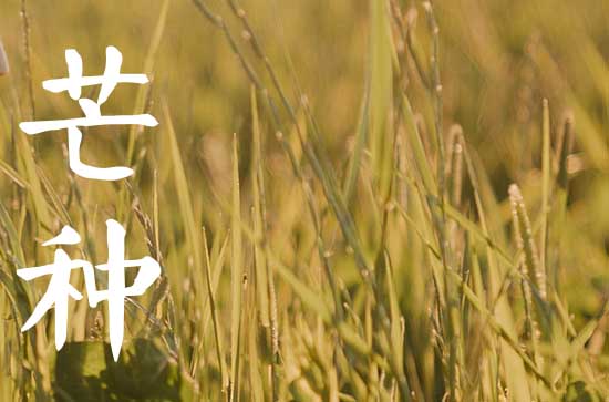芒种季节种什么农作物 芒种种什么庄稼 