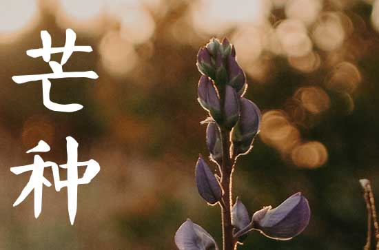 今年芒种是什么时候2025