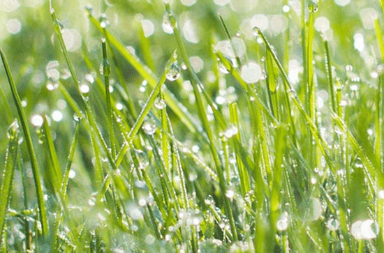 谷雨谚语品味 谷雨时节的经典谚语