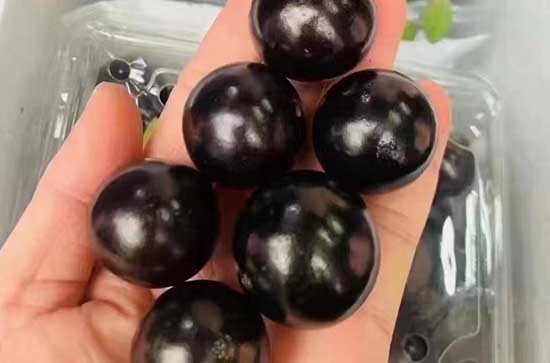 蓝莓有一点发霉还能泡酒吗 蓝莓泡酒的做法