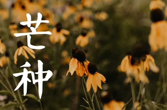 2023年芒种农历哪一天,今年阴历几月芒种