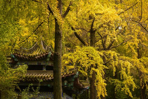 都江堰秋季旅游攻略 
