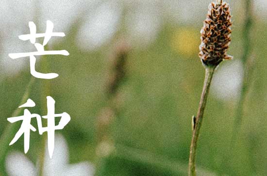 2025年农历几月几号是芒种