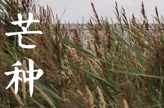 2025年芒种是几月几日几时 芒种习俗
