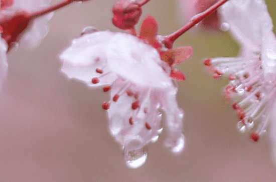 谷雨名篇佳作 谷雨诗词有哪些