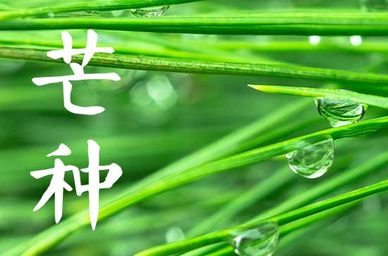 今年什么时候芒种几点几分2025 芒种含义‌