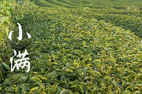 2025小满是几月几日哪一天 麦子成熟的季节